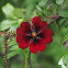 Himalayan Cinquefoil