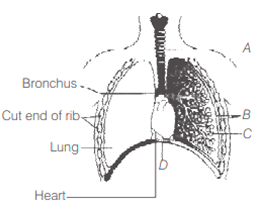 Human Respiratory System