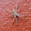 Nursery Web Spider