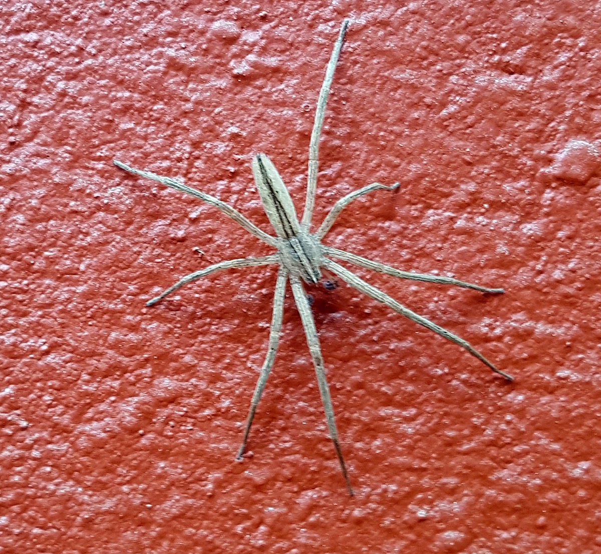 Nursery Web Spider