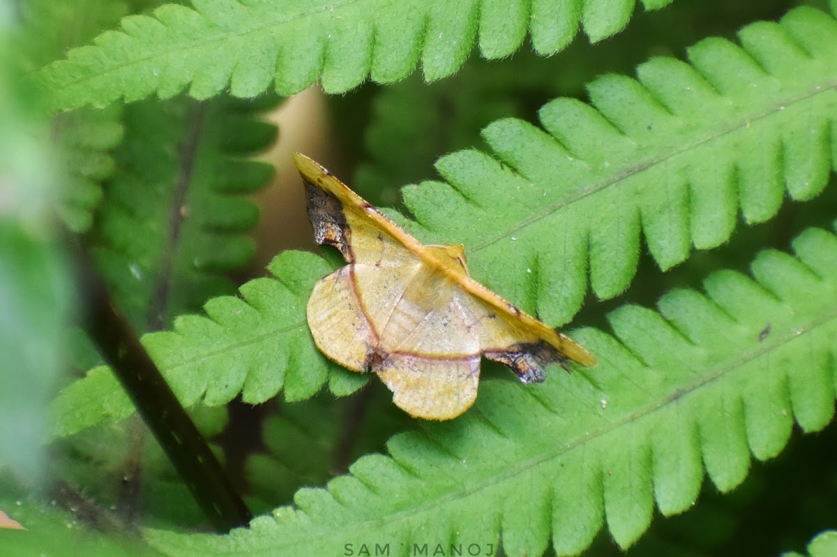 Geometer Moth