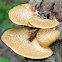 Dryad's Saddle