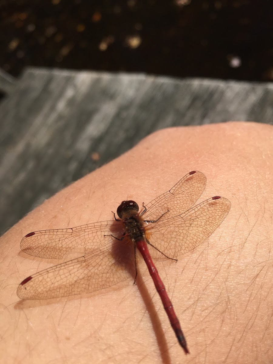 Red veined darter