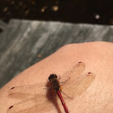 Red veined darter