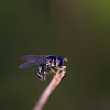 Black Hover Fly