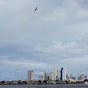 Frigatebird