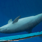 Bottlenose Dolphin