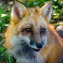 Red Fox