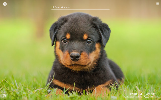 My Rottweiler - Cute Dog & Puppy Wallpapers