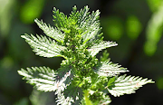 Stinging nettle.