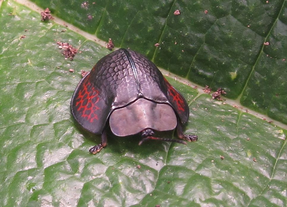 Rusty Tortoise Beetle