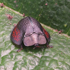 Rusty Tortoise Beetle