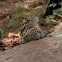 Northern Fence Lizard