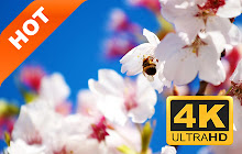 Spring HD Wallpapers Seasons Hot Topics small promo image