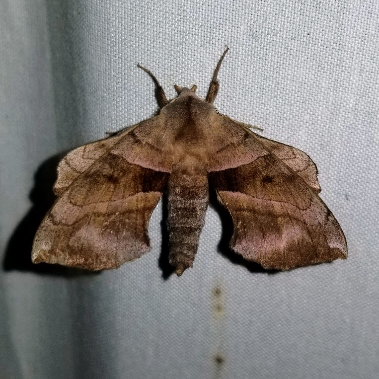 Walnut Sphinx Moth