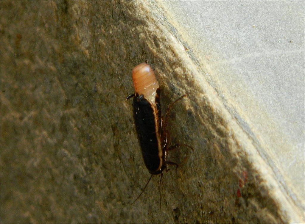 Lobe-winged Cockroaches