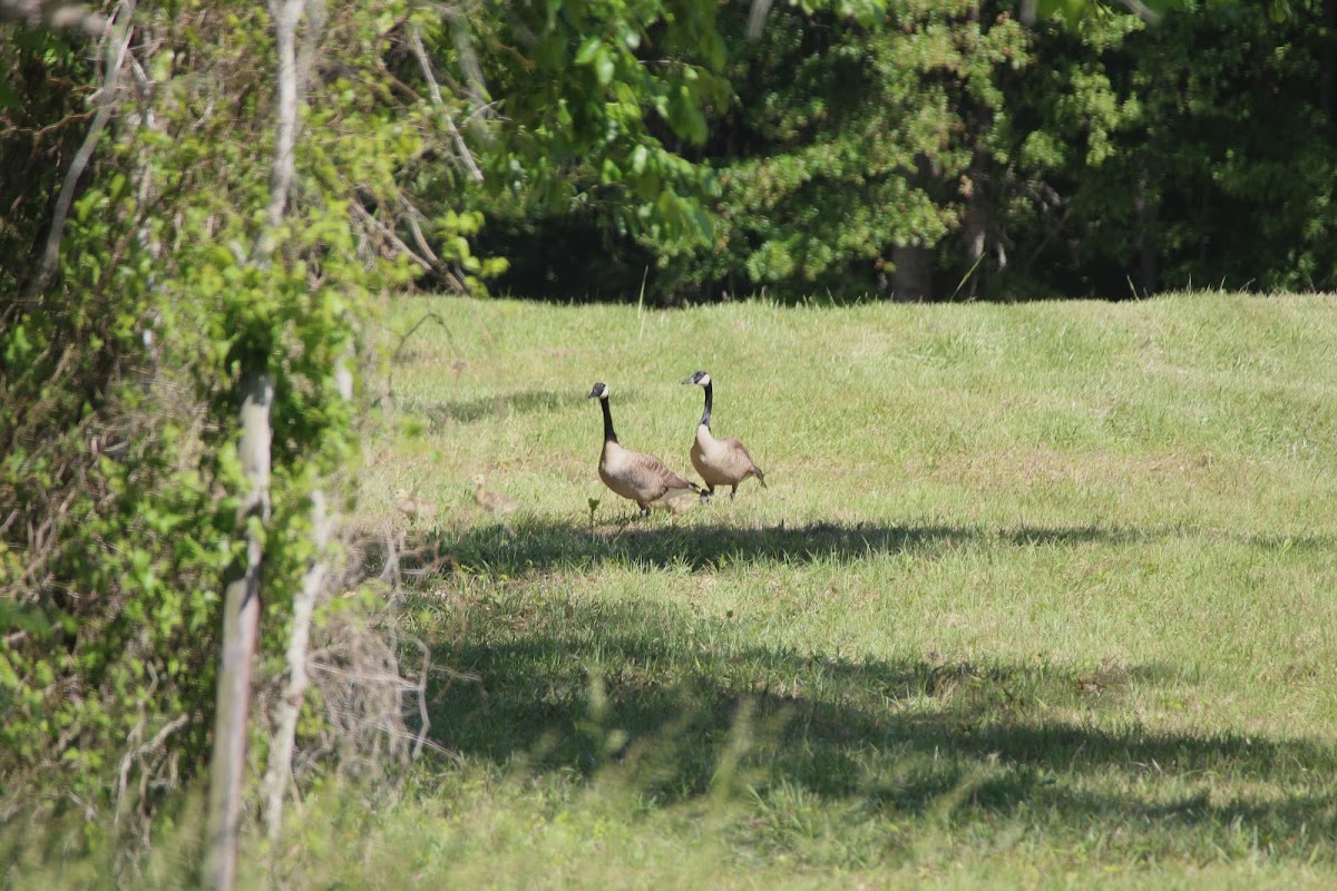 Canada Goose