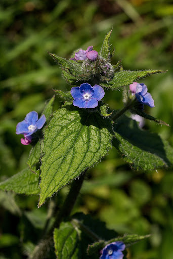 Anchusa Pentaglottis sempervirens