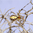 Orb Weaver Spider