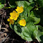 Marsh Marigold