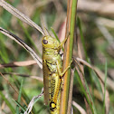 Locust