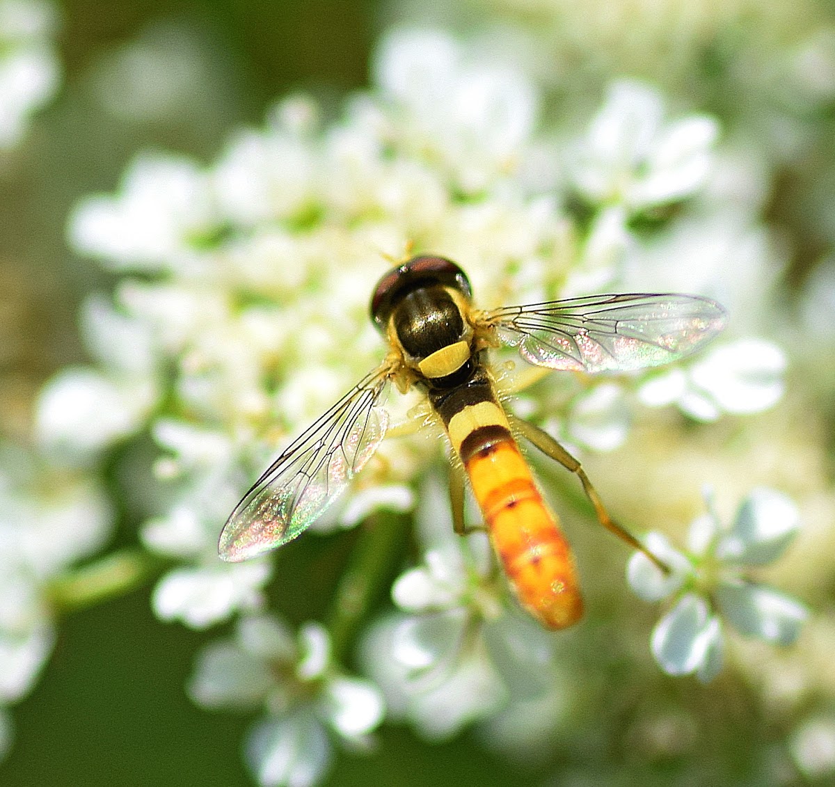 Hoverfly