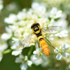 Hoverfly