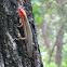 Southeastern Five-lined Skink