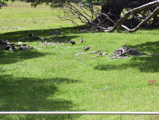 New Zealand feral turkeys in paddock.