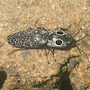 Eastern eyed click beetle