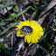 White-spotted Rose Beetle