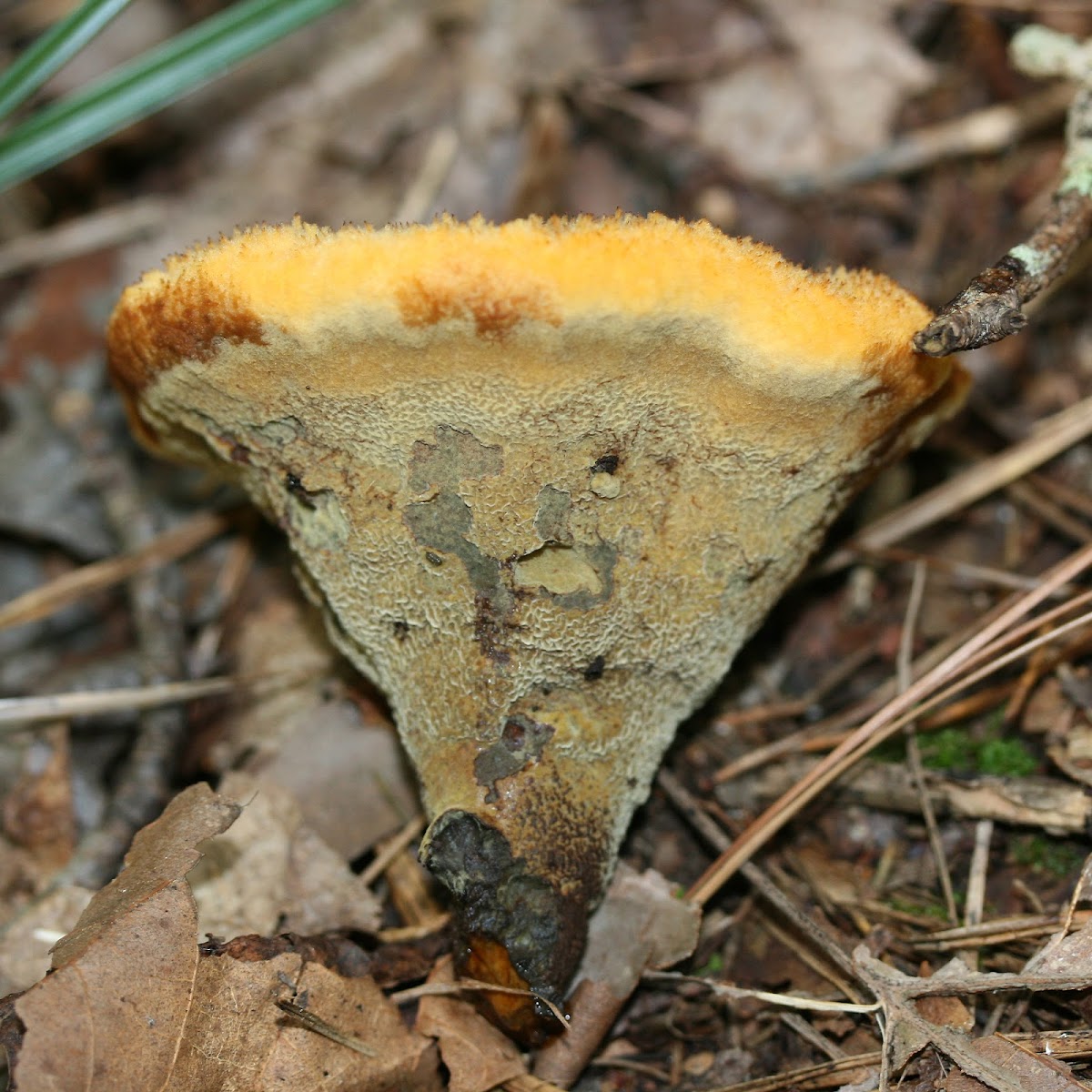 Dyer's Polypore