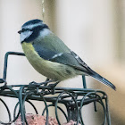 Blue Tit