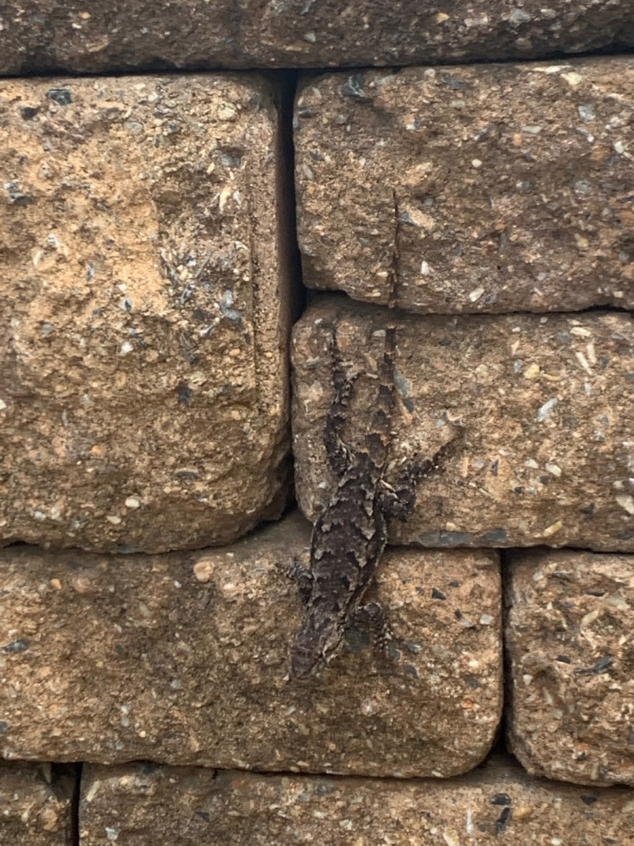 Eastern fence lizard