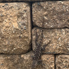 Eastern fence lizard