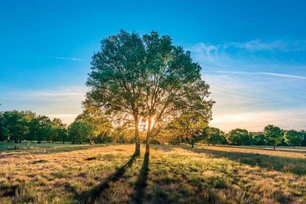 503 Ash Tree Meadow Stock Photos, Pictures & Royalty-Free Images - iStock