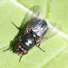 Black Blow Fly