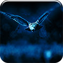 Night Owl Chrome extension download