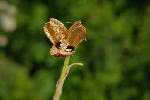 Narcissus triandrus