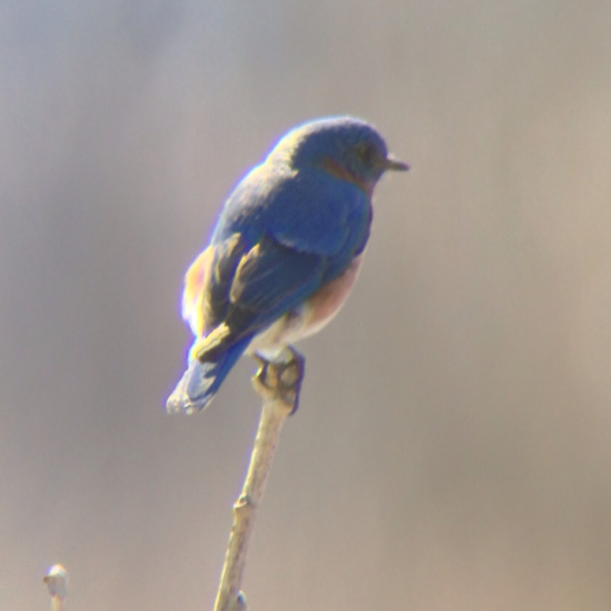 Eastern Bluebird