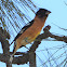 Black-headed grosbeak (male)