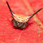 Spiny orb-weaver spider