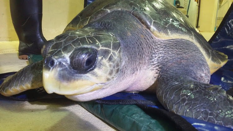 Pemba the turtle is back in the sea after more than three years ashore