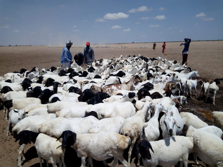 Goats and sheep's in Shanta Abaq, lagdera subcounty, Garissa on February 5.