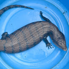 Blue-tongued skink