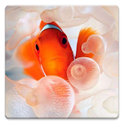 Underwater World Wallpapers! 4.2 Icon