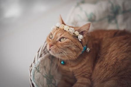 Photographe de mariage Rosa Cisternino (officinafoto). Photo du 6 septembre 2019