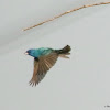 Indigo bunting