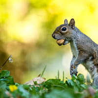 mangiando una mandorla? di 