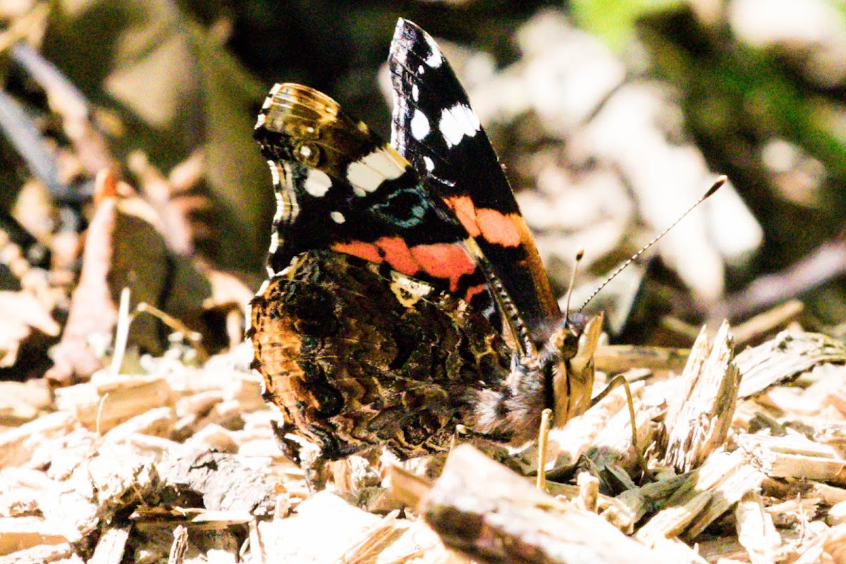 Red Admiral